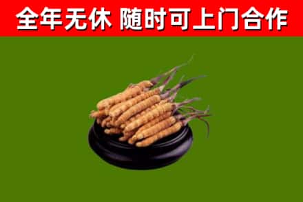 龙州回收冬虫夏草