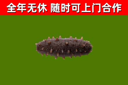 龙州回收海参干